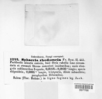 Sphaeria rhodomela image